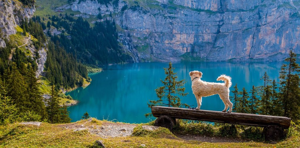 what is the most dog friendly country in the world