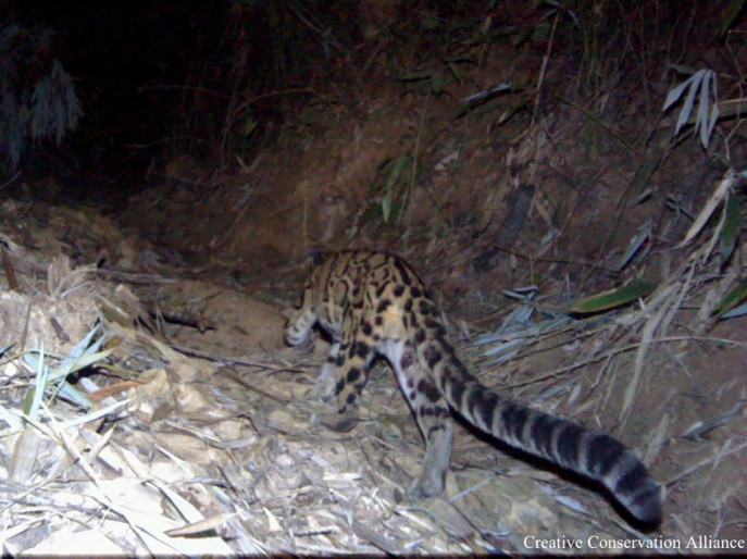 Mystical guardians of the Himalayas: The enigmatic snow leopards