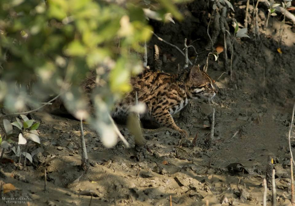 Are Bengal Cats from Bangladesh? Unveiling the Myth!