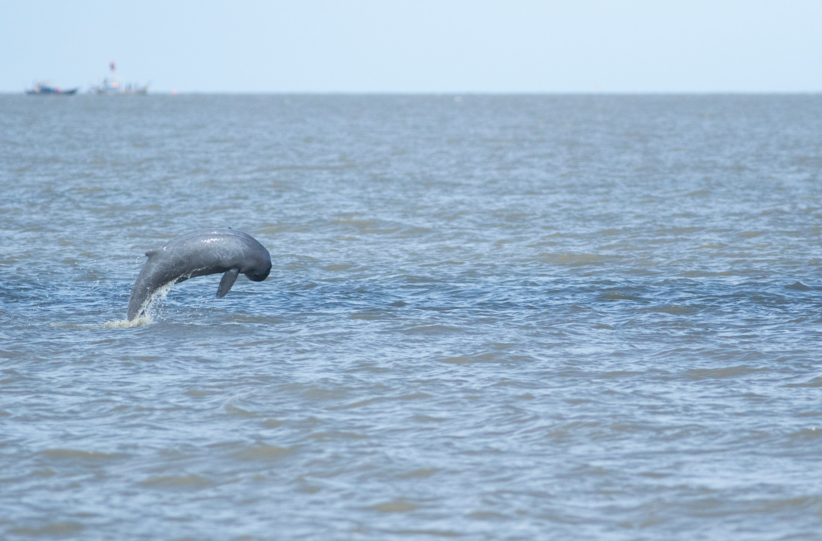 Living in the doomed waters: the story of our little-known Irrawaddy  dolphins