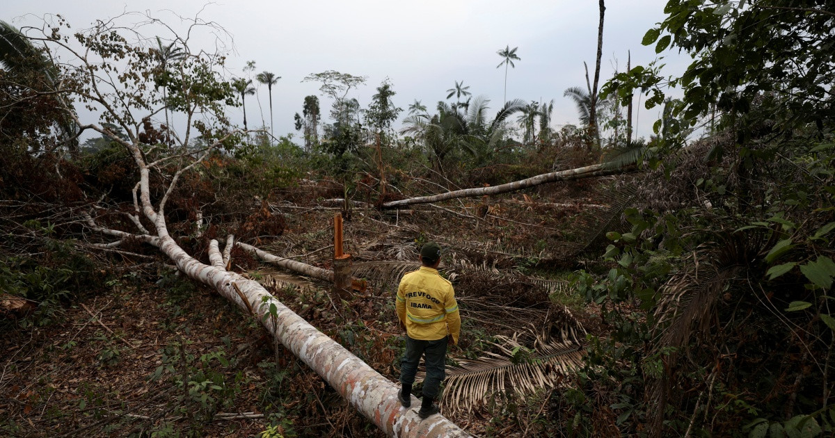 Top fashion brands may have hand in destroying  rainforest: Study