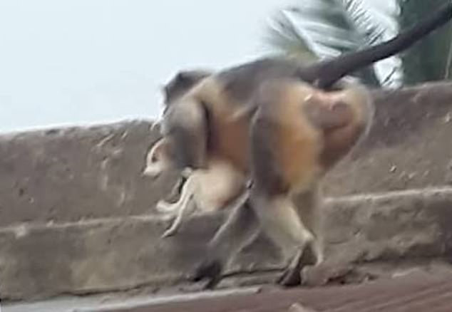 Revengeful Monkeys Killing 250 Dogs in Maharashtra Have Inspired Gang War  Memes - News18