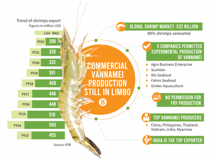 No greenlight for Vannamei shrimp production hurting exports Vannamei