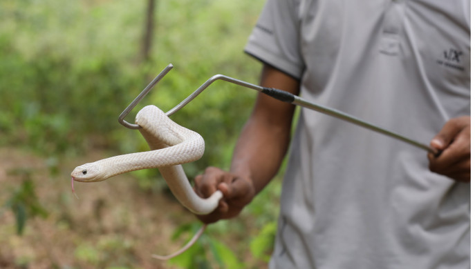 The hazards of snake rescue