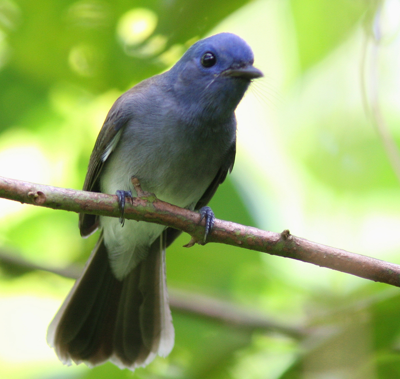 Black-naped Monarch: A sovereign who never abandoned the Indian subcontinent | The Business Standard