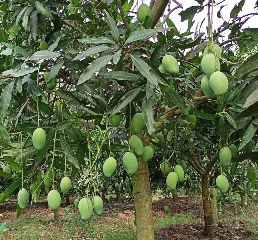 The tale of all-year-round mangoes and the people who introduced them ...