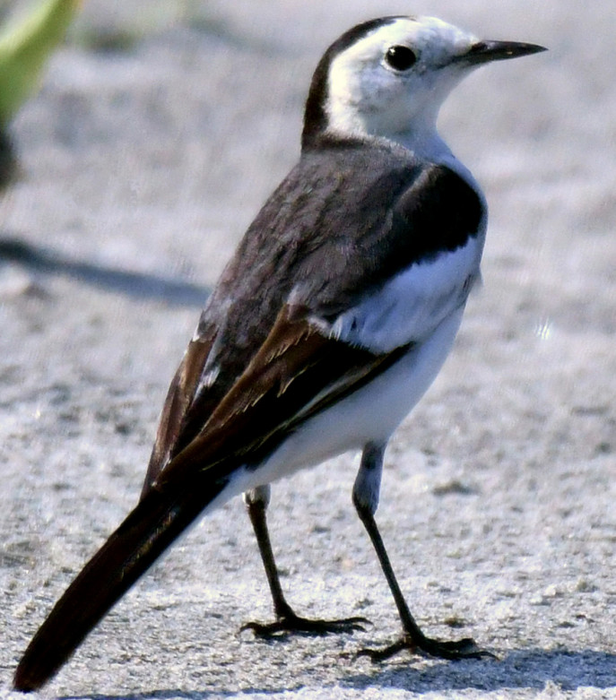 A watchful White Wagtail. Photo: Enam Ul Haque