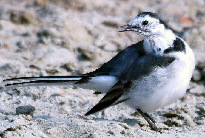 White Wagtail calling. Photo: Enam Ul Haque
