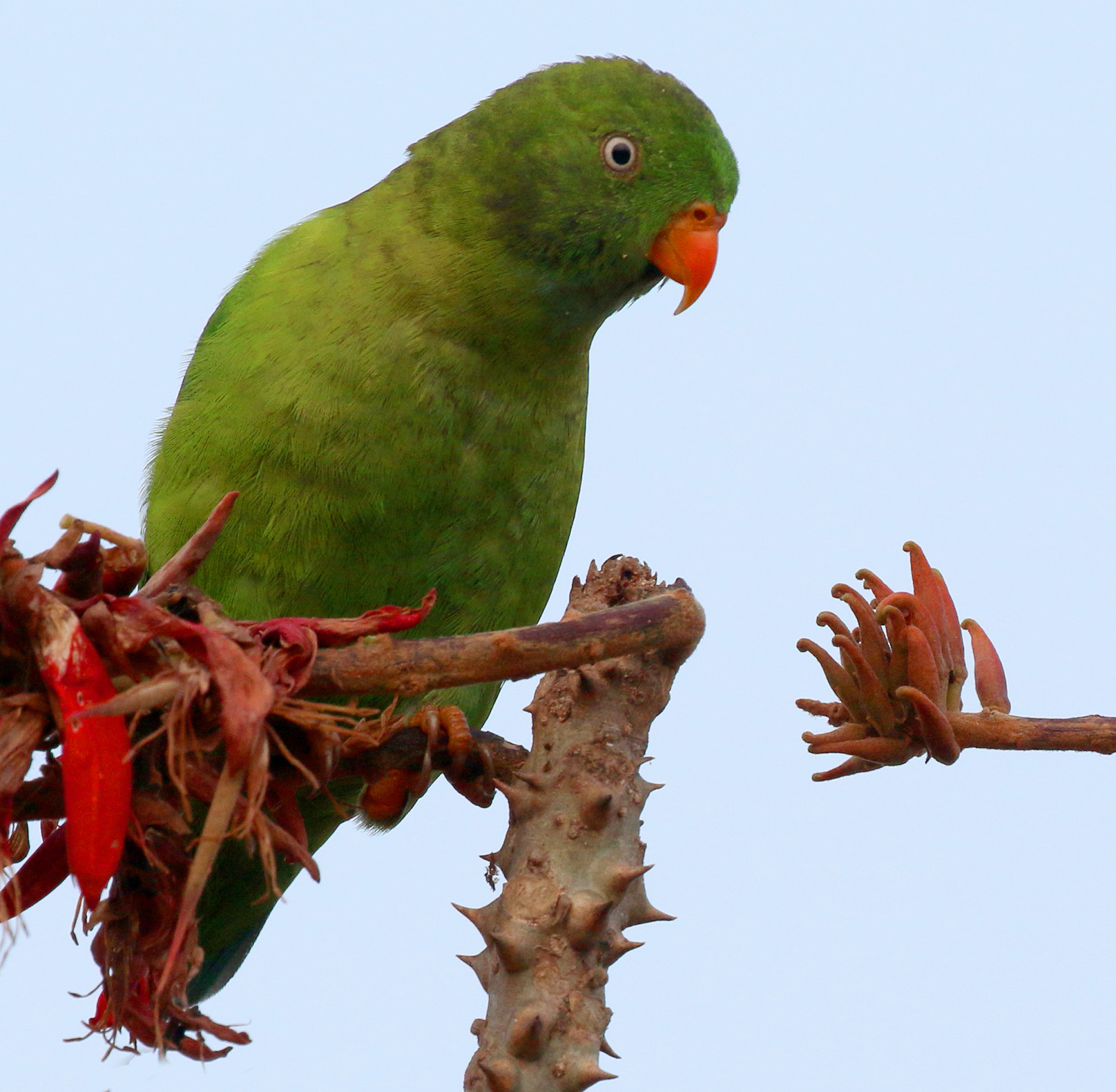 Hanging Parrot: 'A native of the gorgeous east' | The Business Standard