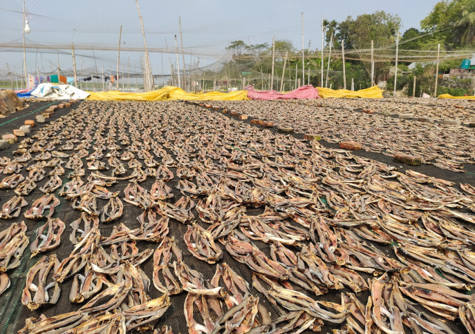 Drying Fish