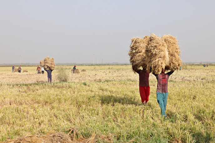 Labours carrying paddy from the field to the courtyard / bathan for processing. Photo: Md Fakrul Islam

