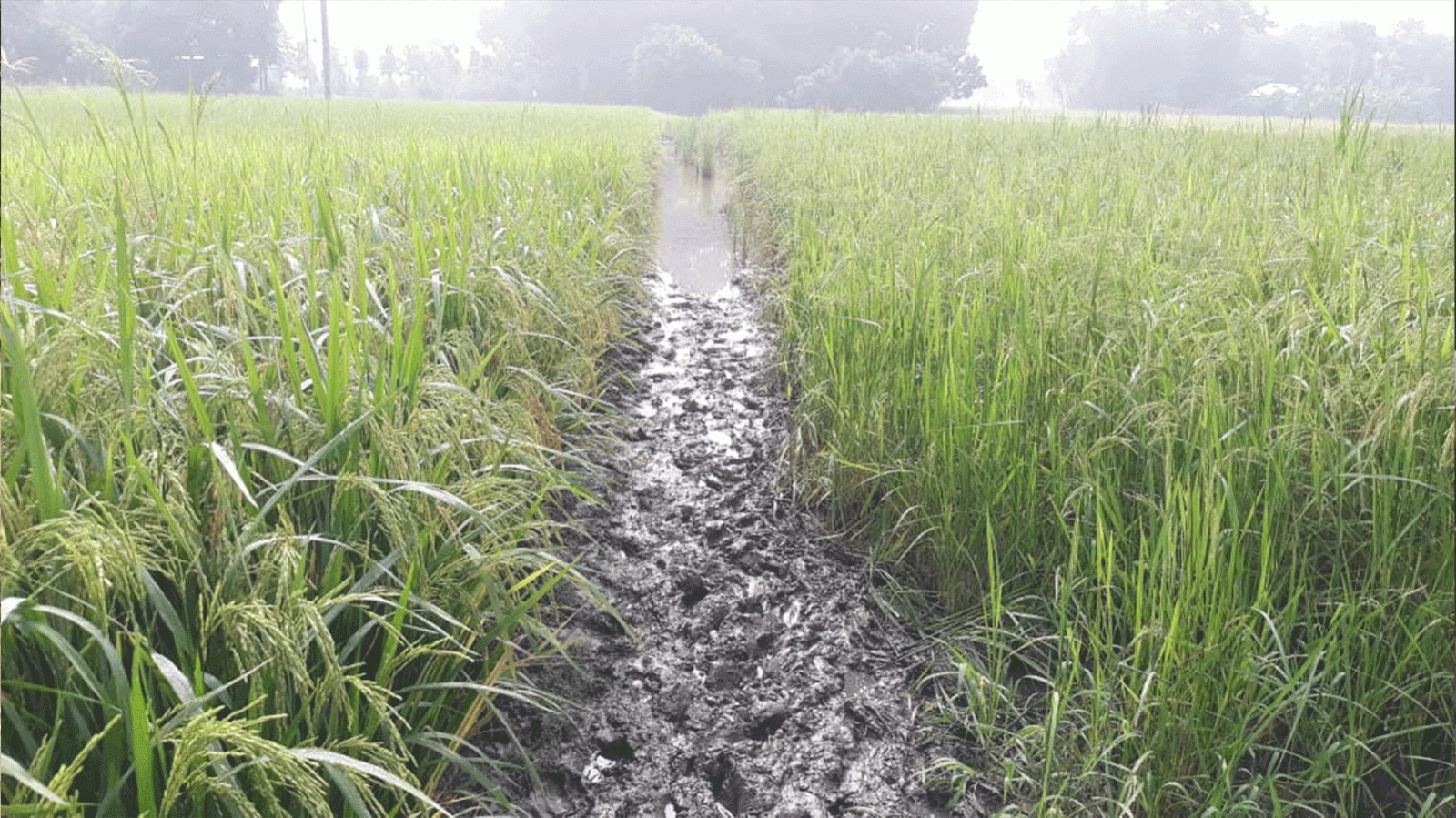 The lack of roads in Sonadangi village of Faridpur has further increased the suffering of the villagers. Photo: “TBS”