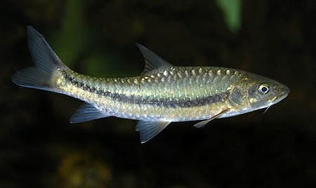 Stevenson’s mahseer, a new undescribed species of mahseer for Bangladesh’s waters. Photo: Wikipedia