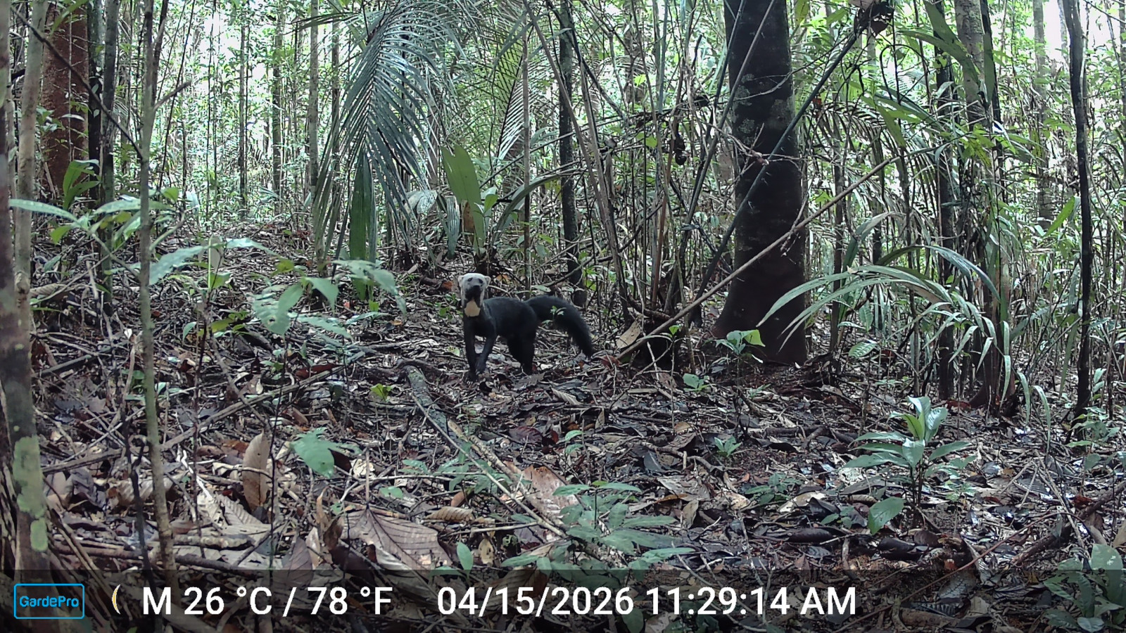 Tayra camera trapped in our survey, a mustelid and related to yellow-throated martens of Bangladesh. Photo: Rafia Mahjabin
