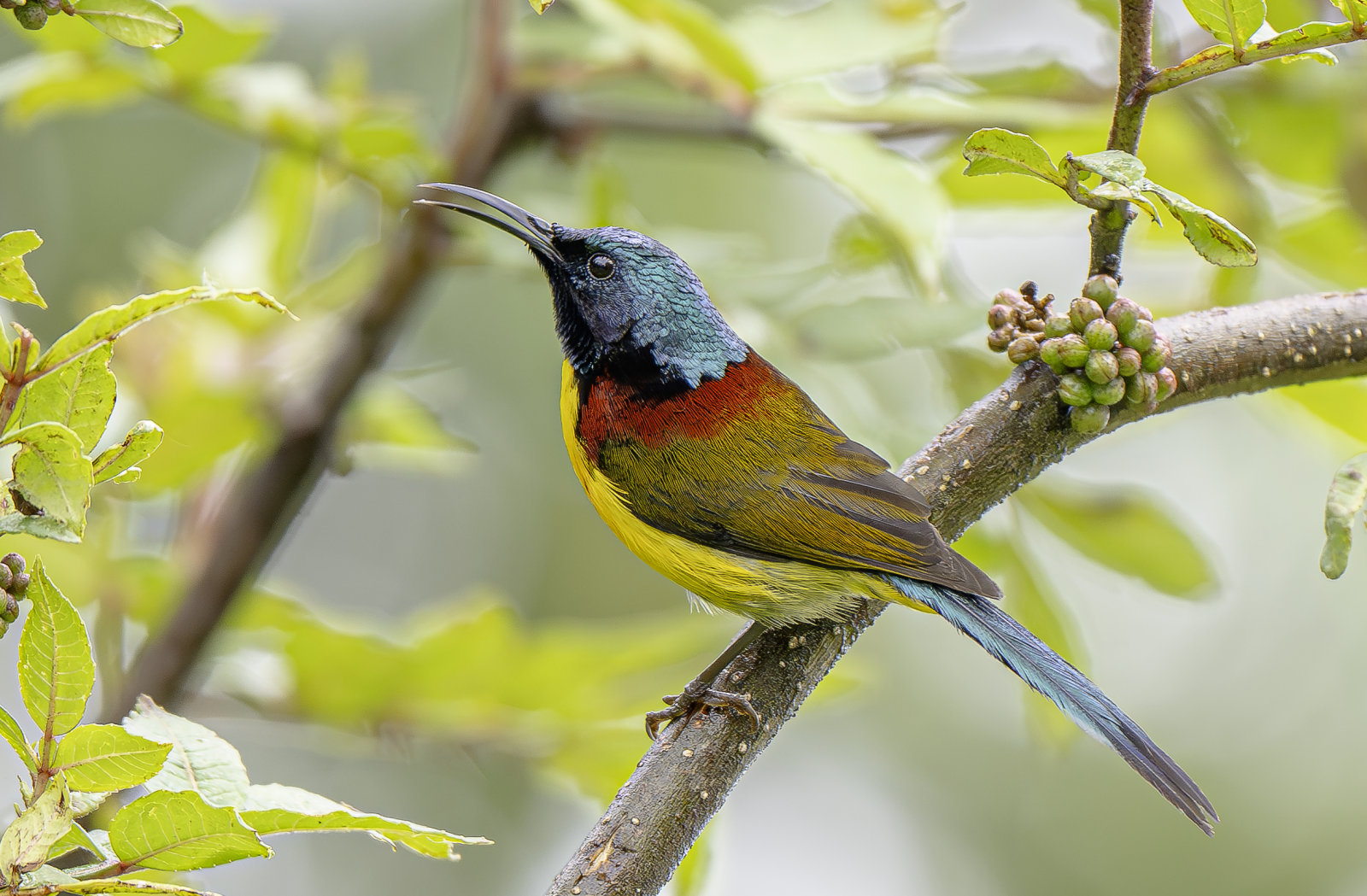 A needle bill and an iridescent crown — the green-tailed sunbird is Shivapuri’s answer to the question of whether birds can outshine flowers. PHOTO: MD ARIF HOSSAIN PRODHAN