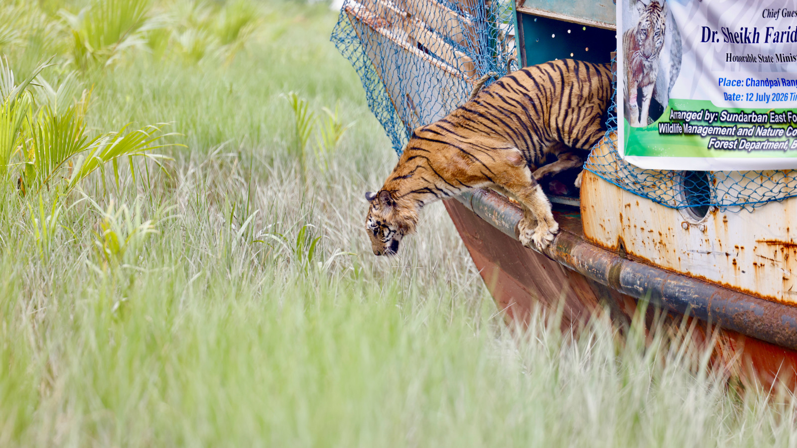 The tigress steps into the Sundarbans, six months after she was rescued from the nets of illegal deer hunters. Photo: Syed Zakir Hossain