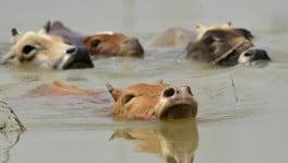 Cattle Washed Away By Floodwaters