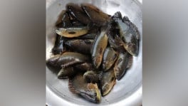 Fishes worth Tk5-7 lakh are sold every day at the fish farming enclosure (gher) at Mirpur Section 12. The photo was taken recently. Photo: TBS