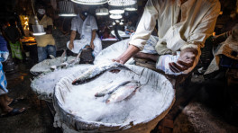 Hilsa fish in Barishal fish market. Photo: Mumit M/TBS.