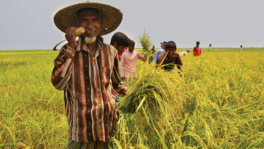 Preventing loss a key measure to perk up South Asian food economy: World Bank