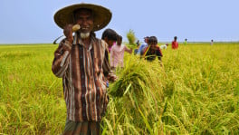 If Bangladesh is self-sufficient in rice production, why would we import rice? Photo: Wikimedia Commons

