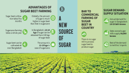 Why sugar beet farming didn't take off in Bangladesh despite huge potential