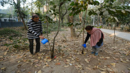An elderly couple's lonely battle to save Dhaka's trees