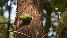 The theives chase mother birds away by blocking all but one entrance to the tree trunks. Photos: Sifat Sharker