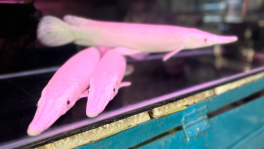  Alligator gars seen in a pet shop in Katabon Market. Photo: Noor A Alam.

