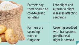 Farmers fear losses as Boro, potato  seeds rot in biting cold