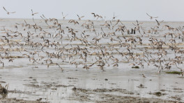 Flocks of Kentish Plover at Lal Char in Noakhali’s Hatiya upazila. The birds likely arrived in winter last year and extended their stay. Photo: Mohammad Minhaj Uddin