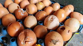 Eggs with a cracked surface can be contaminated by salmonella and other bacteria, which can cause food poisoning if consumed. Photo: Mehedi Hasan