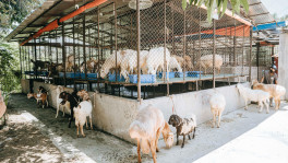 Adnan Chowdhury’s dumba farm in Sitakunda, the first of its kind in Chattogram, raises various breeds of the animal to meet Eid demand. Dumba weighing between 75-150 kg fetch prices ranging from Tk1.5-2 lakh each. Photo: TBS