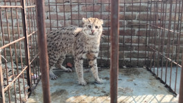 A Fishing Cat trapped by locals in 2021 in Chuadanga. The spotted coat of this small cat often sparks fear and misconceptions. PHOTO: BAKHTIAR HAMID