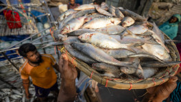The decision to export Hilsa to India comes at a time when both sides are looking for ways and means to repair the damage to the bilateral relations. Photo: TBS 