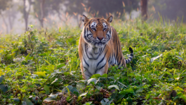 The Bengal Tiger’s robust strength and resilience allow it to endure and thrive despite challenges. Photo: Syed Zakir Hossain