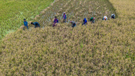 As paddy harvesting gathers pace across northern Bangladesh, farmers are paying nearly Tk1,000 per labourer a day, including three meals, amid a shortage of agricultural workers. Demand surges as growers rush to bring in crops before rain or storms, while many rural workers have shifted to other occupations. The photo was taken recently in the Chalan Beel area of Tarash upazila in Sirajganj. Photo: Syed Zakir Hossain