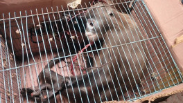 An endangered spectacled langur sits inside a cage after being rescued during a DB raid in Chattogram recently. The animal was later handed over to the Forest Department. Photo: Courtesy