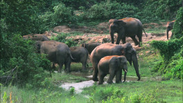 Between 2003 and 2016, 62 elephants were reportedly killed by people. Photo: TBS