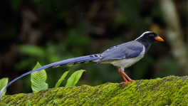A flash of electric blue and a tail that defies proportion — the red-billed blue magpie commands the Shivapuri mornings. PHOTO: MD ARIF HOSSAIN PRODHAN
