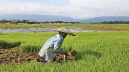 Agriculture and mechanisation for farm management now, more than ever, require business sense to exist. Photo: TBS