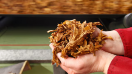 A employee holds tobacco leaves during cigarettes manufacturing process in the British American Tobacco Cigarette Factory (BAT) in Bayreuth, southern Germany.  Photo: REUTERS