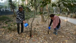 Environmental restoration is measured not by trees announced, but by those still standing long after the banners are gone. Photo: TBS