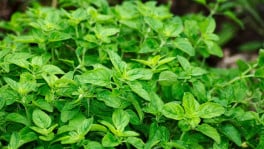 Representational image of plants. Photo: Collected