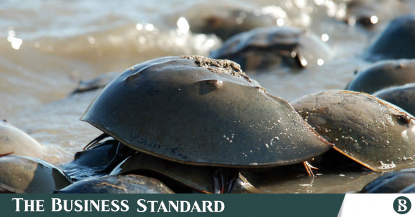 Bangladesh: Pricey 'blue blood' causes horseshoe crab's own crisis ...