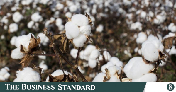 Bangladesh targets to increase cotton production five folds by 2030 ...