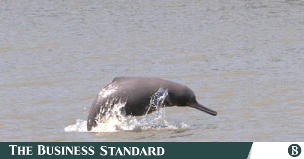 Do Freshwater Dolphins Live In The Sundarbans? 2022