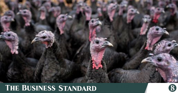 UK confirms H5N8 bird flu on English turkey farm | The Business Standard