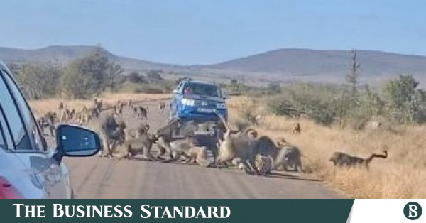 Lone Leopard Tries To Fight Against 50 Baboons In South Africa The Business Standard 