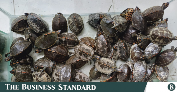 138 Indian Roofed Turtles rescued in Ctg The Business Standard